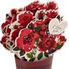 Hallmark Paper Wonder Mother’s Day Pop Up Card (Pink and Gold Flower Bouquet)(Red)