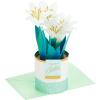 Pop Up Potted Lilies