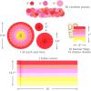 Crayola Color Pop Party Decorations Set – Red, Orange, Pink, Yellow (Customizable Banner, Reversible Table Runner, Paper Fan Flowers, Paper Dots) for Birthdays, Holidays, Celebrations(Scarlet Red  Tickle Me Pink  Melon)