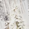 Hallmark Boxed Christmas Cards, Snowy Glowy Tree (16 Cards and Envelopes)(Snowy)