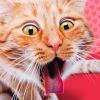 Hallmark Funny Romantic Valentine’s Day Card (Animal Love) for Husband, Wife, Boyfriend, Girlfriend(Cat Hairball)
