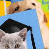 Hallmark Grade School Graduation Cards for Kids (6 Cards with Envelopes) for Preschool, Kindergarten, 6th Grade, 8th Grade and Middle School Graduates(Puppy and Kitten)