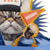 Hallmark Paper Wonder Shoebox Funny Pop Up Card for Birthdays (Cupcake, “Not That Old”)(Grouchy Cat)