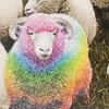 Hallmark Shoebox Funny Graduation Card (Smart Donkey)(Rainbow Sheep)
