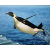 Hallmark Shoebox Funny Graduation Card (Smart Donkey)(Soaring Penguin)
