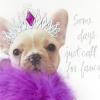 Hallmark Signature Birthday Card for Her (Colorful Balloons)(Fancy French Bulldog)