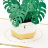 Hallmark Signature Mother’s Day Card (Greenhouse) Blank, Thinking of You, Encouragement(Monstera)