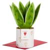 Pop Up  Snake Plant