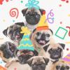 Hallmark Cute Birthday Cards (6 Cards with Envelopes) Pile of Pugs