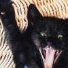 Hallmark Pack of Funny Birthday Cards, Excited Cat (6 Birthday Cards with Envelopes)(Black Cat)