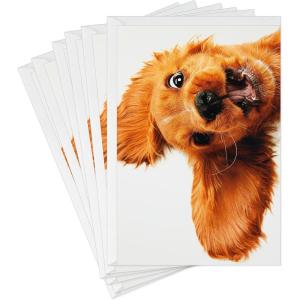 Hallmark Pack of Funny Birthday Cards, Excited Cat (6 Birthday Cards with Envelopes)(Puppy)