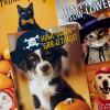 Hallmark Halloween Cards Assortment, Pet Puns (48 Cards with Envelopes)(Halloween Punny Pets Card Assortment)