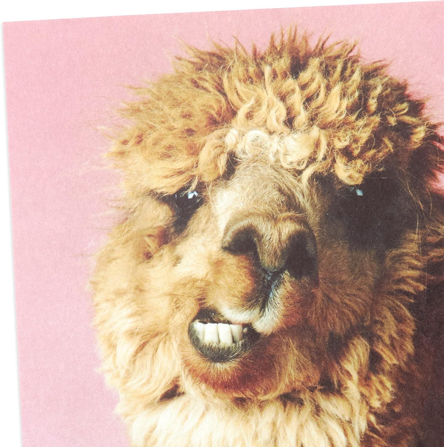 image:imageHallmark Studio Ink Birthday Card Alpaca