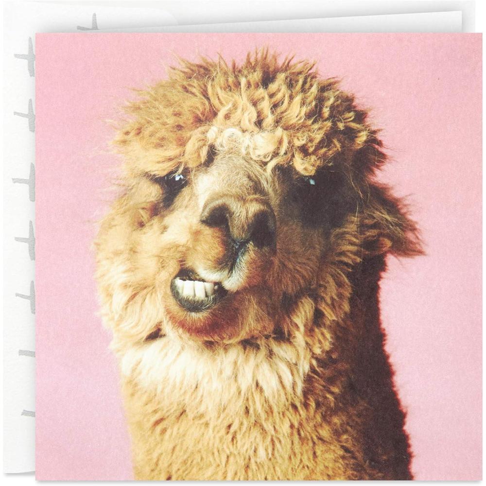 image:imageHallmark Studio Ink Birthday Card Alpaca