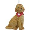 Goldendoodle